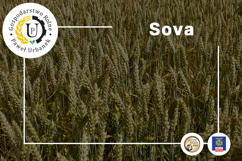 Sova