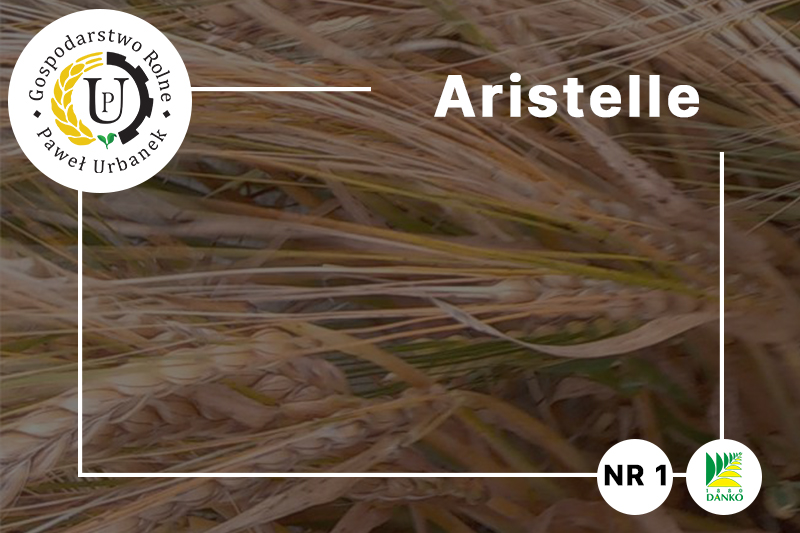Aristelle