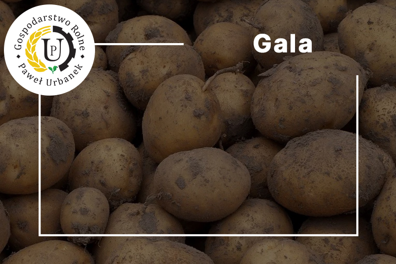 Gala
