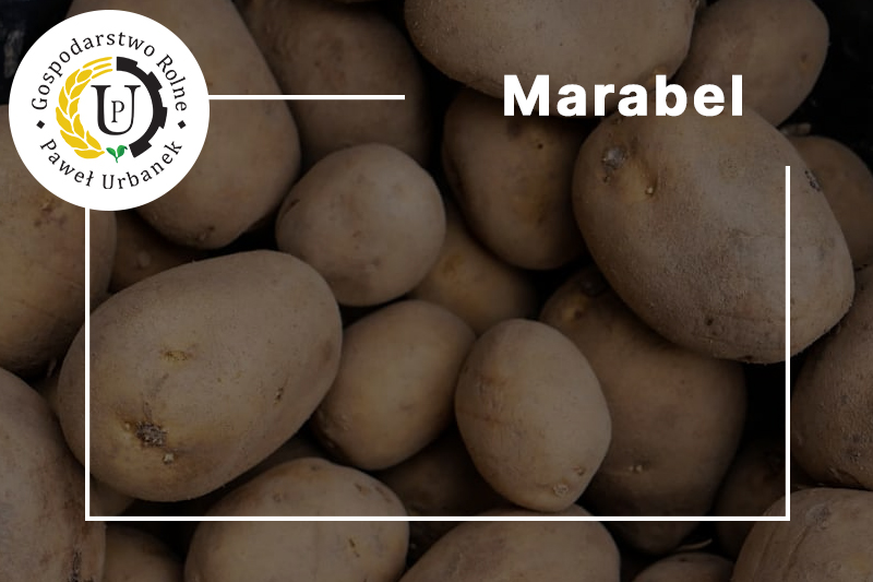Marabel